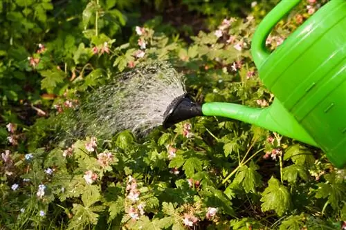 Watering cranesbill