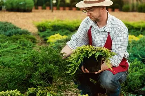 Cipressen in je tuin: onderhoudsvriendelijk en sfeervol