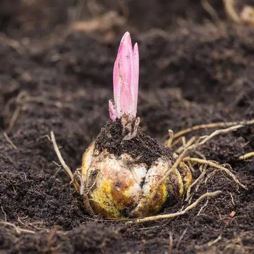 Liliom ültetési idő: Mikor a legjobb idő?