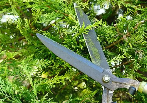 Cutting false cypress: The right time and technique