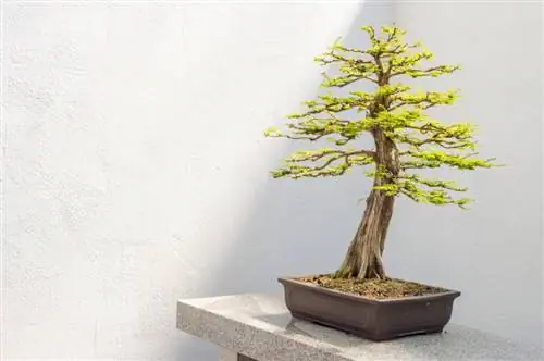 Cypress bonsai: ทีละขั้นตอนสู่รูปร่างในอุดมคติ