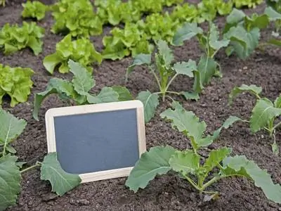 Kohlrabi shpimi: Kur dhe si ta bëjmë atë në mënyrë korrekte