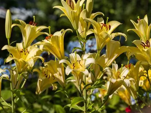 Lliris Ubicació: condicions perfectes per a flors magnífiques