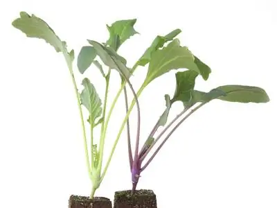 Sow kohlrabi