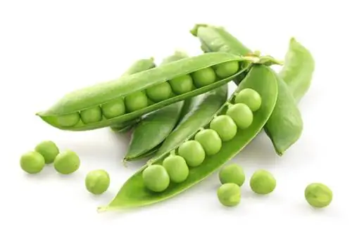 The best pea varieties for every taste and cultivation