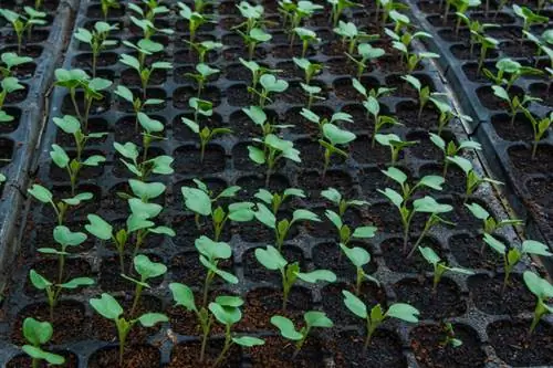 Sow Brussels sprouts