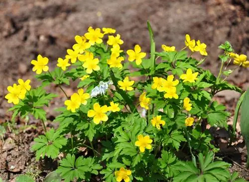 Planting wood anemones: step by step instructions