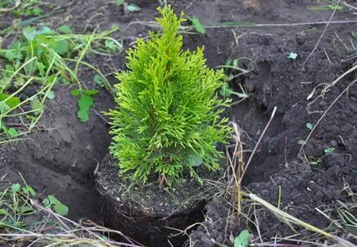 Plantation de faux cyprès en espacement