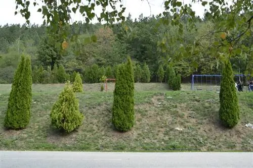 Cypress ali Thuja: Kako opazite razliko?