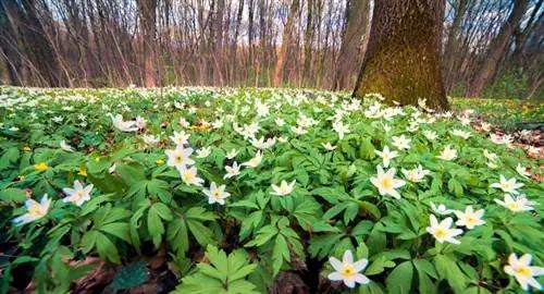 Plantar anémonas de madera: encuentre la ubicación óptima