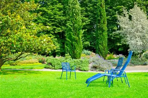 Cypress Growth: Amazing Facts and Care Tips