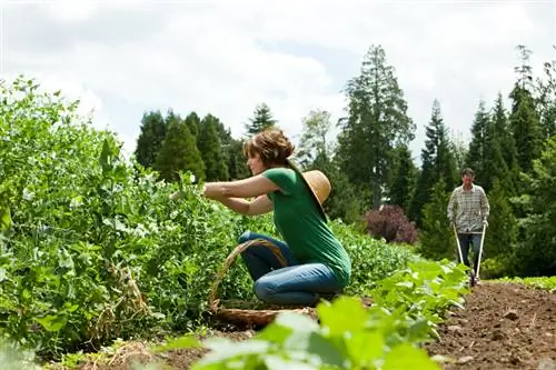 Raccolta dei piselli: come scegliere il momento perfetto