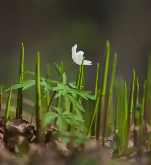 Anemone nemorosa pangangalaga ng kalikasan