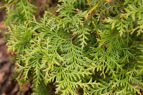 Cypress blir brun: orsaker, vårdfel och lösningar