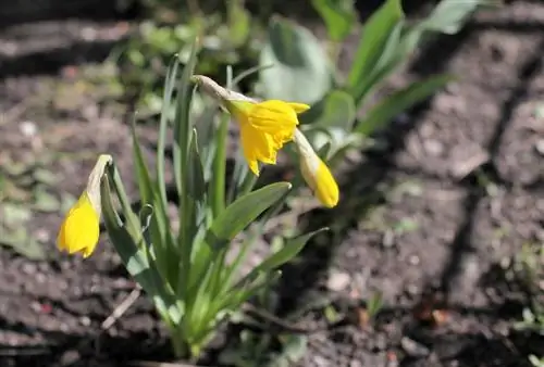 Meerjarige narcissen: verzorging en locatie voor langdurig plezier