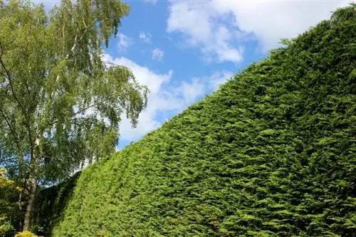 Create false cypress hedges