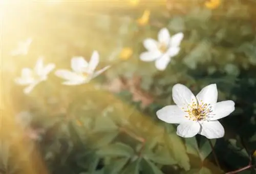 Anemoni di legno nel giardino: profilo, cura e propagazione