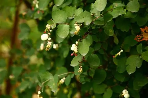 Kichaka cha Snowberry