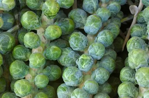 Harvesting Brussels sprouts: The right time and instructions