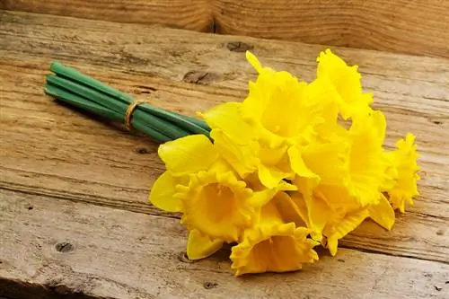 Daffodil awal mekar: potong dan jaga dengan betul