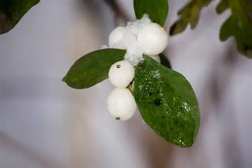 Perigos do Snowberry: quão venenosos eles são realmente?