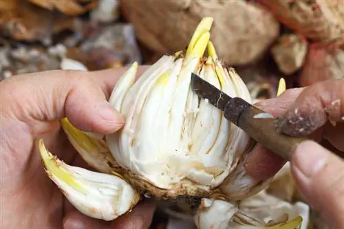 Rozmnażanie lilii przez cebule: wyjaśnione krok po kroku