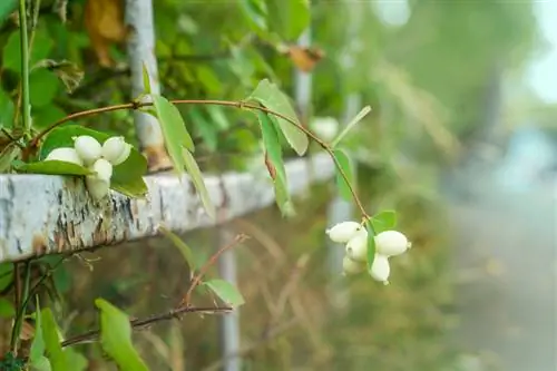 Snowberry genėjimas