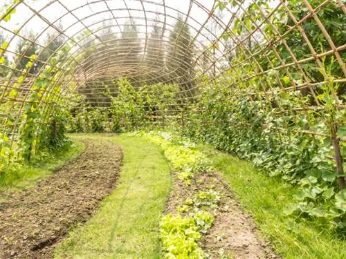 Ertjies in die tuin: Watter traliewerk word aanbeveel?