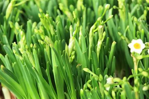 Sem flores em narcisos: possíveis razões e medidas