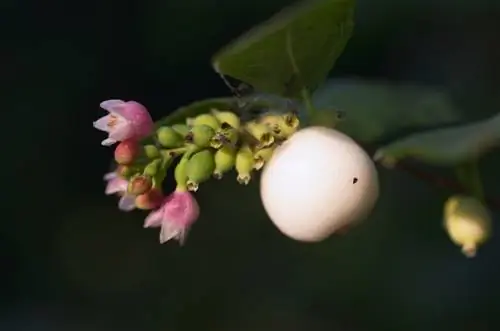 Snowberries: profil, péče a rozmanitost