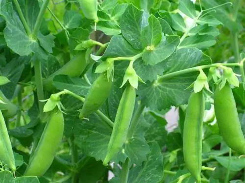 Saison des pois : Quelle est la meilleure période pour planter ?