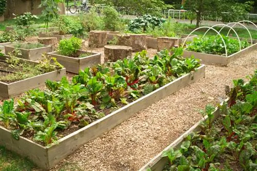 Oorwinterende chard: Dit is hoe jy die plant in die tuin beskerm