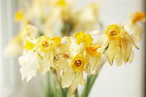 Daffodil withers