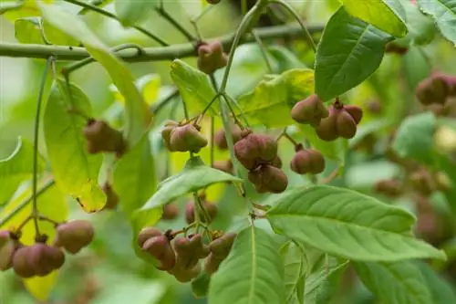 Voortplanting van spindelstruiken