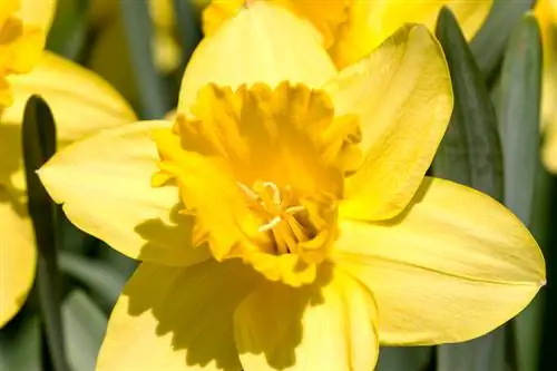 Cultivar narcisos a partir de semillas: se requiere paciencia