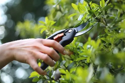 Cut and care for the spindle bush correctly: What should you pay attention to?