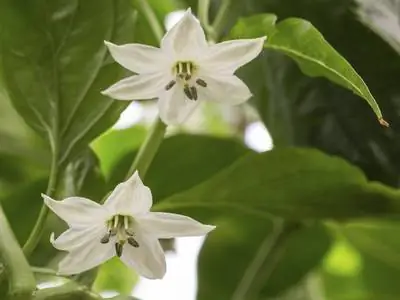 Chili flowers: interesting facts about their function and care