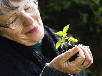 Čili auginimas: taip galite sėkmingai nuimti savo aitriųjų pipirų derlių