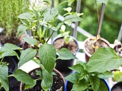 Chili pe balcon: Cele mai bune sfaturi pentru a-l cultiva