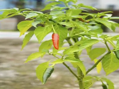 Chili yellow leaves