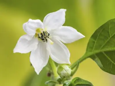 Čili apputeksnēšana: kā izveidot tīras pākstis?