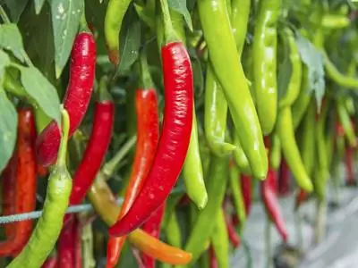 Growing Chili: Enkel guide til brennende høstinger