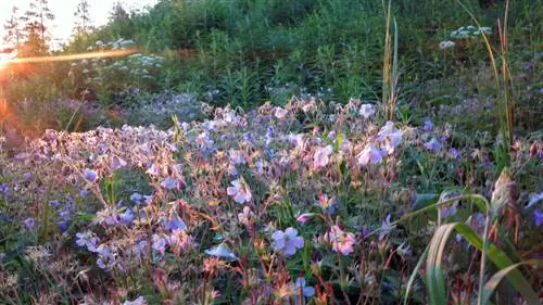 Geranium ground cover