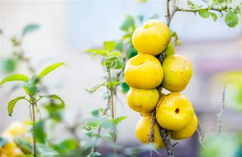 Quince hias: Resep lezat yang terbuat dari buah asam