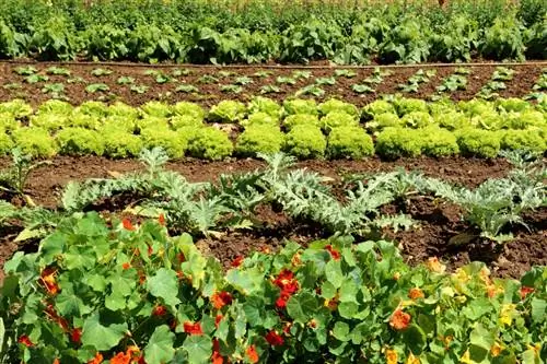 Salade d'endives aux plantes