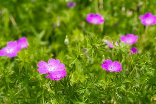 Pagpapalaganap ng mga cranesbill: mga pamamaraan at tagubilin para sa tagumpay