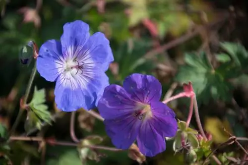 Kujdesi i Geranium Rozanne