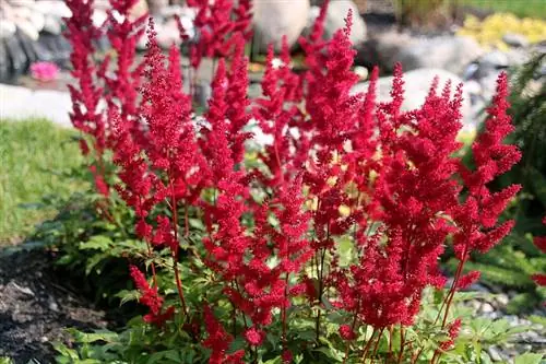 Astilbe እንክብካቤ: ጠቃሚ ምክሮች ለአበቦች አስደናቂ ባህር