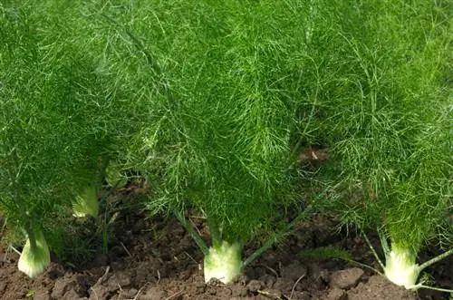 Grow fennel