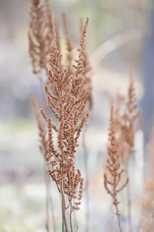 Astilbe priežiūra žiemą: apsauga nuo šalčio ir šalčio